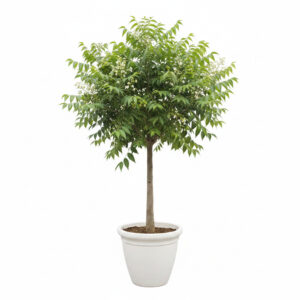 Neem Tree