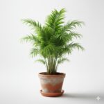 Areca Palm