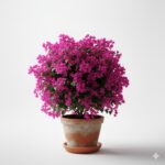 Bougainvillea