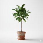 Ficus Tree