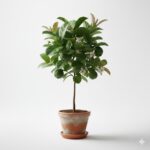 Guava Plant