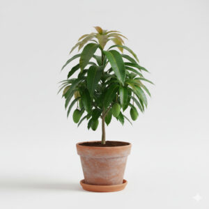 Mango plant