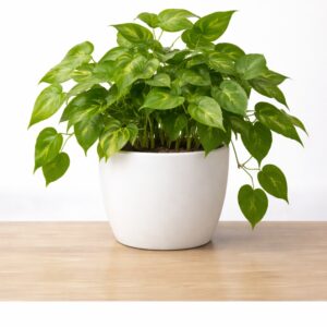 Money Plant