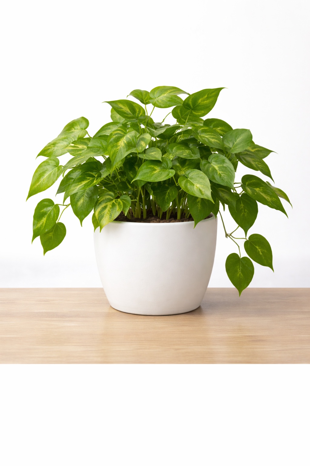 Money Plant Money Plant