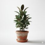 Rubber Plant