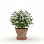 jasmine