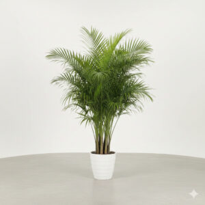 palm plant