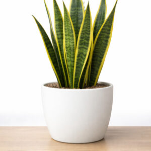 snake plant